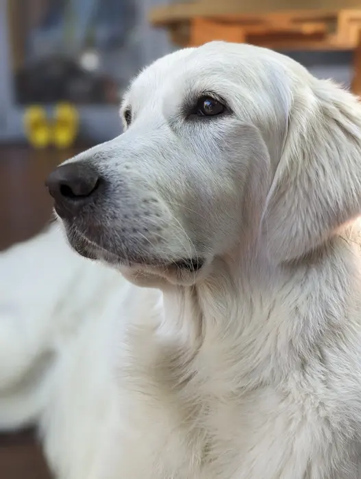 PXL_20240128_035259140.PORTRAIT copy