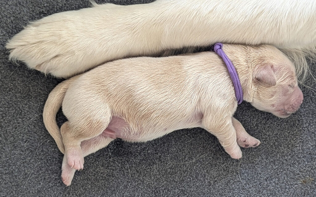 1000058136 smaller 800x500